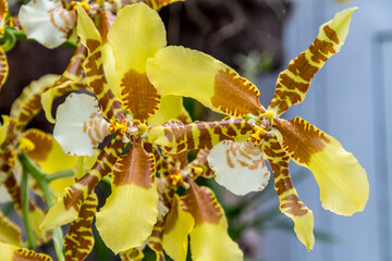 Yellow and Brown Odontoglossum orchid in Trauttmansdorff botanical garden in Merano, Trentino Alto Adige Südtirol, Italy, Europe - obrazy, fototapety, plakaty