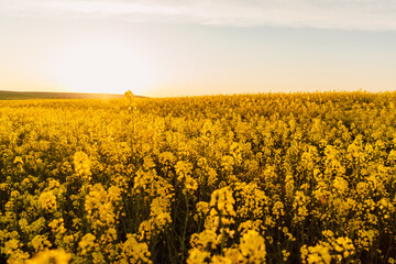 Yellow flowers on rapeseed field with sunset light.