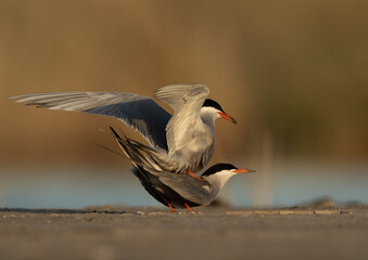 White-cheeked Tern mating at Asker marsh, Bahrain