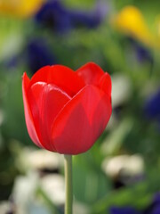 red tulip close-up