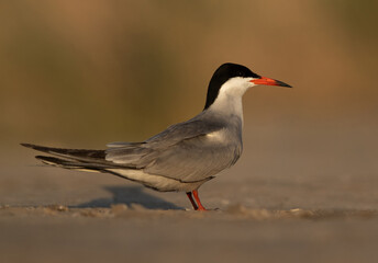 Portrait of a White-cheeked Tern at Asker marsh, Bahrain