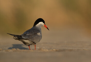 A eye level shot of White-cheeked Tern at Asker marsh, Bahrain