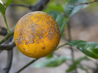 Orange with citrus greening disease