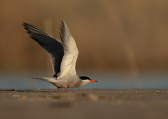 White-cheeked Tern takeoff at Asker marsh, Bahrain