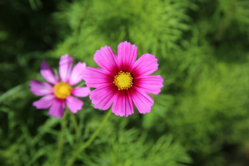 Pink Wildflowers in the Woods