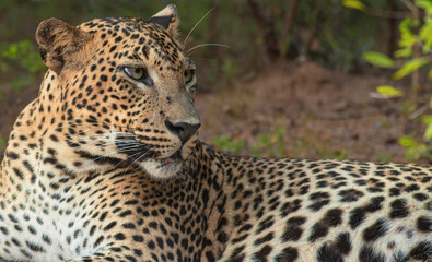 Fototapeta na wymiar close up of a leopard; leopard close up; Leopard picture; side profile of a leopard; male leopard; young leopard; leopard body; leopard spots; leopard side shot; Sri Lankan leopard