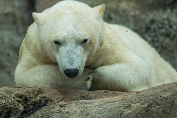 Zoobesuch