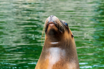 Fototapeta premium Zoobesuch