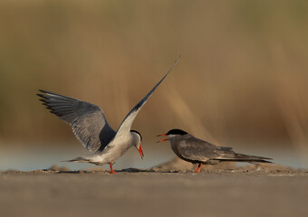 A mating pait White-cheeked Tern at Asker marsh, Bahrain