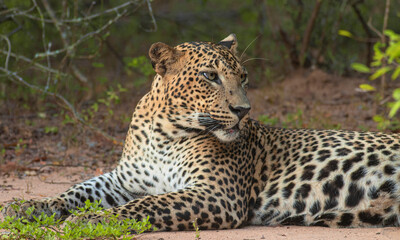 Fototapeta na wymiar leopard portrait; close up of a leopard; leopard close up; Leopard picture; side profile of a leopard; male leopard; young leopard; leopard body; leopard spots; leopard side shot; Sri Lankan leopard
