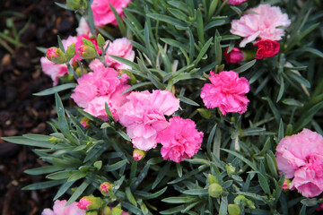 Pink Carnations with Water Drops