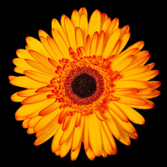 Yellow flower isolated on black background