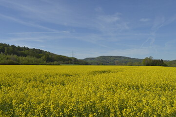 Obraz premium Blooming rape field