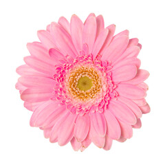 Pink Flower isolated on solid background