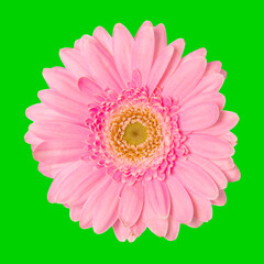 Pink Flower isolated on green screen background