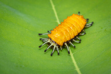 Image of an amber caterpillar on green leaf on natural background. Insect. Animal.