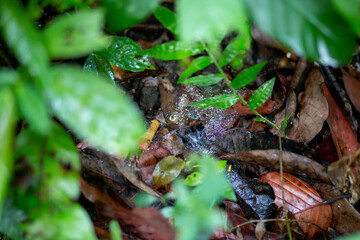 Selective focos, dew on spider webs in humid forests of Thailand.