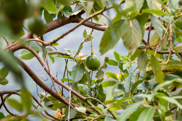 Avocado fruit It grows on the beginning of the rainy season. Up nature on a hilltop, Thailand Fruit promoting agriculture