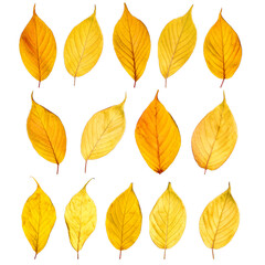 Autumn yellow leaves isolated on white background