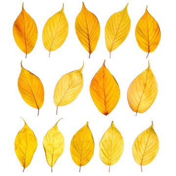Autumn yellow leaves isolated on white background