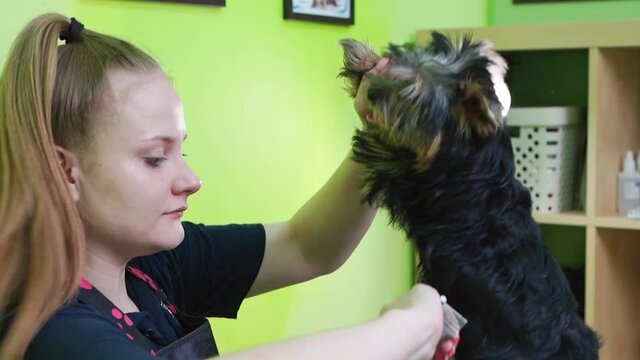 Groomer combs of Yorkshire Terrier. extras at the pet store