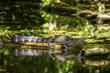 Alligator resting on log.