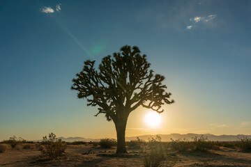 sunset in the desert