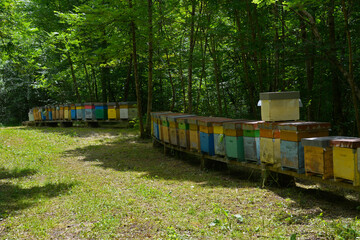 A row of colourful bee hives in late May near the village of Merso di Sopra in Udine Province, Friuli-Venezia Giulia, north east Italy
