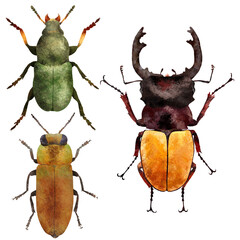 Naturalistic insects board, set of colorful beetles insect isolated on white background. Detailed illustration bugs and beetles. Collections of insects.