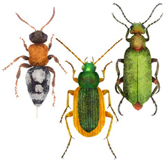 Naturalistic insects board, set of colorful beetles insect isolated on white background. Detailed illustration bugs and beetles. Collections of insects.