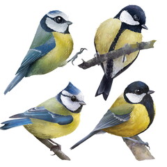 Portrait of cute birds (blue tits, great tits) standing on a branch isolated hand drawn illustration. Isolated on white