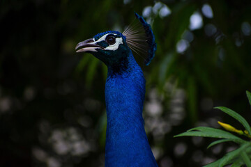 peacock