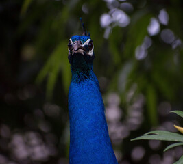 peacock