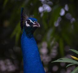 peacock