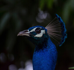 peacock