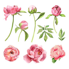 Set of watercolor hand drawn flowers peony and leaves - 436892147