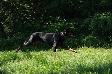 Young doberman dog running in a park in the morning in a pretty light