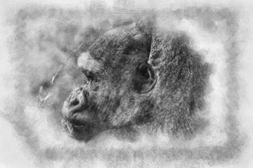 huge and powerful gorilla, natural environment hand drawing effect with pencils