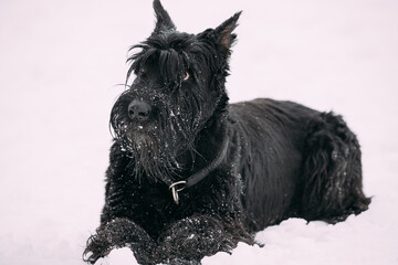 Close Up Portrait Of Young Black Giant Schnauzer Or Riesenschnauzer Dog At White Winter Snow.