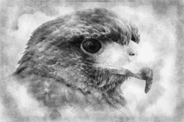 Royal Eagle’s head. hand drawing effect with pencils
