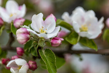 Naklejka na ściany i meble Beautiful macro view of a branch of a blossoming apple tree.