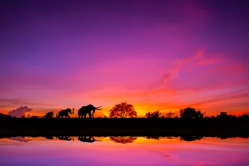 Schilderijen op glas Safari thema. Geweldige zonsondergang en zonsopgang. Panorama silhouet boom in Afrika met zonsondergang. Donkere boom op open veld dramatische zonsopgang. © Mohwet