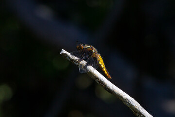 A female dragonfly (broad-bodied chaser) sitting on a branch