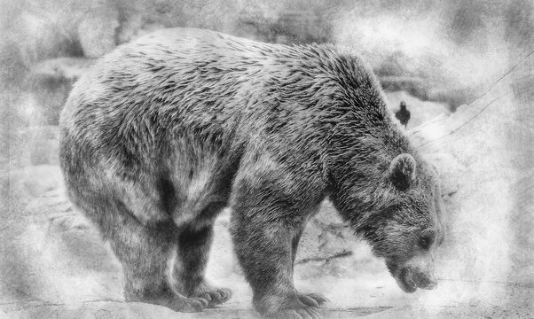 Dangerous Predator, beautiful and furry brown bear, mammal hand drawing effect with pencils