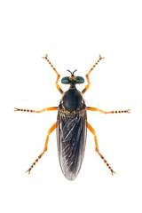 Image of the Asilidae are the robber fly family, also called assassin flies. on white background. From top view. Insect. Animal