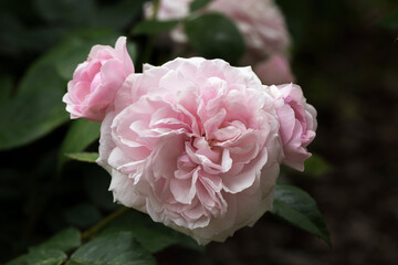 Obraz premium Blooming rose in the garden on a sunny day.