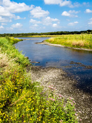 Sunny summer day in Myakka River in Myakka River State Park in Sarasota Florida USA