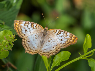 White Peacock (Anartia jatrophae guantanamo) butterfly