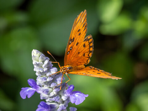 Orange and bleck butterfly on a purple flower