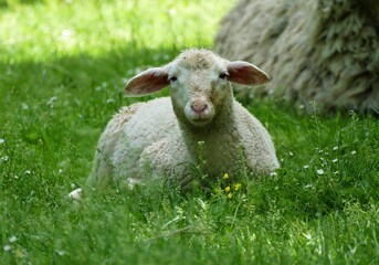 Cute little lamb laying on the grass in the farm